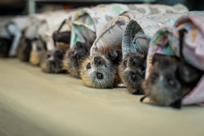 Framed Print : Group of rescued, abandoned Grey-headed flying-fox (Pteropus poliocephalus) pups - some asleep - wrapped in blankets on a table before being weighed