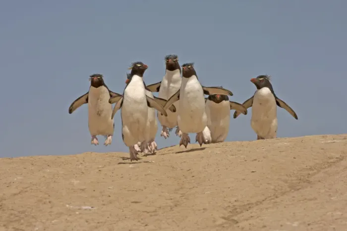 Framed Print : Group of Rockhopper Penguins (Eudyptes chrysocome) making their way from the nesting Framed Print : Group of Rockhopper Penguins (Eudyptes chrysocome) making their way from the nesting