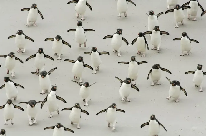 Framed Print : Group of Rockhopper penguins {Eudyptes chrysocome} walking on beach, wings spread Framed Print : Group of Rockhopper penguins {Eudyptes chrysocome} walking on beach, wings spread