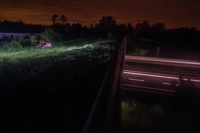 Framed Print : Group of Roe deers (Capreolus capreolus) grazing on a wildlife crossing above the A10 highway at night, Charente-Maritime, France. May. Camera trap image Framed Print : Group of Roe deers (Capreolus capreolus) grazing on a wildlife crossing above the A10 highway at night, Charente-Maritime, France. May. Camera trap image
