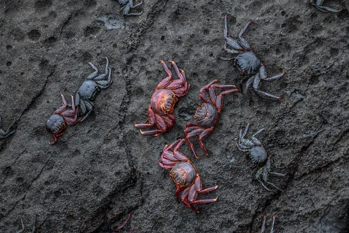 Framed Print : Group of Sally Lightfoot crabs (Grapsus grapsus) resting on rocks at the shore, San Cristobal Island, Galapagos Islands Framed Print : Group of Sally Lightfoot crabs (Grapsus grapsus) resting on rocks at the shore, San Cristobal Island, Galapagos Islands