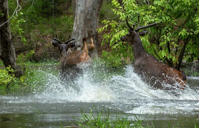 Framed Print : Group of Sambar deers (Rusa unicolor) running out of water in panic, Bandhavgarh Tiger Reserve, Madhya Pradesh, India Framed Print : Group of Sambar deers (Rusa unicolor) running out of water in panic, Bandhavgarh Tiger Reserve, Madhya Pradesh, India