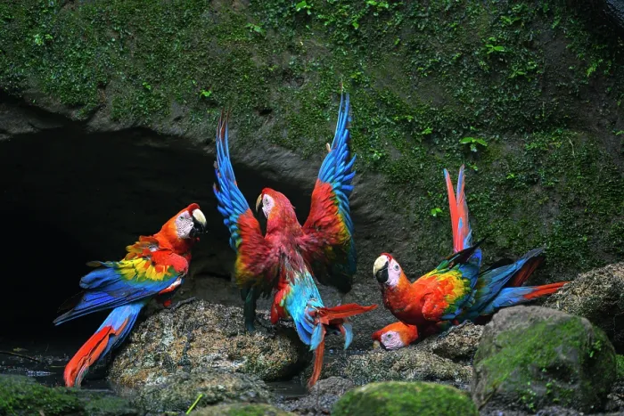 Framed Print : Group of Scarlet macaws (Ara macao) gathering at cave clay lick at base of a cliff along the Napo River, Yasuni National Park, Amazon, Ecuador Framed Print : Group of Scarlet macaws (Ara macao) gathering at cave clay lick at base of a cliff along the Napo River, Yasuni National Park, Amazon, Ecuador