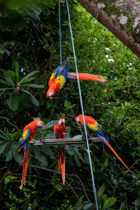 Framed Print : Group of Scarlet macaws (Ara macao) perched at a feeding platform. Punta Islita, Nicoya Peninsula, Costa Rica Framed Print : Group of Scarlet macaws (Ara macao) perched at a feeding platform. Punta Islita, Nicoya Peninsula, Costa Rica