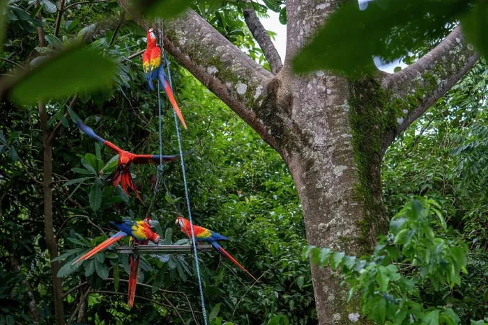 Framed Print : Group of Scarlet macaws (Ara macao) perched at feeding platform in tree, Punta Islita, Nicoya Peninsula, Costa Rica Framed Print : Group of Scarlet macaws (Ara macao) perched at feeding platform in tree, Punta Islita, Nicoya Peninsula, Costa Rica