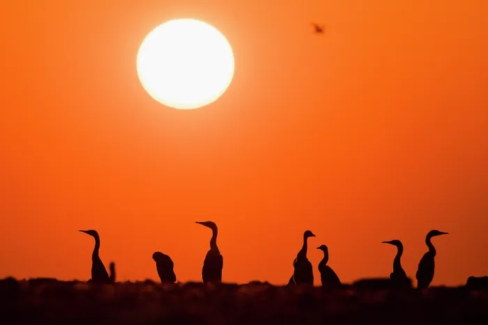 Framed Print : Group of Socotra cormorants (Phalacrocorax nigrogularis) at breeding colony, silhouetted at sunset, Rubud Al Sharqiyah, Bahrain Framed Print : Group of Socotra cormorants (Phalacrocorax nigrogularis) at breeding colony, silhouetted at sunset, Rubud Al Sharqiyah, Bahrain