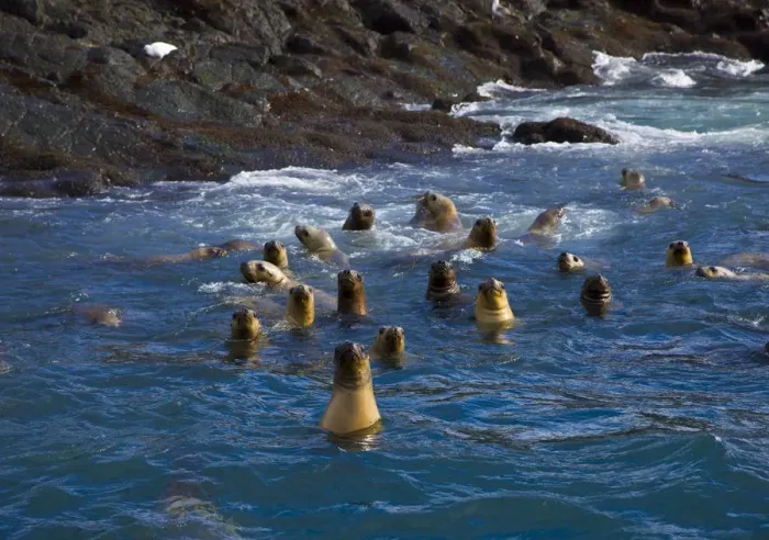 Framed Print : Group of South American fur seals (Arctocephalus australis) swimming near the rocky shore Framed Print : Group of South American fur seals (Arctocephalus australis) swimming near the rocky shore