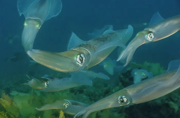 Framed Print : Group of Southern calamari squid (Sepioteuthis australis) arriving to lay eggs at Aldinga Reef, South Australia, Pacific Ocean Framed Print : Group of Southern calamari squid (Sepioteuthis australis) arriving to lay eggs at Aldinga Reef, South Australia, Pacific Ocean