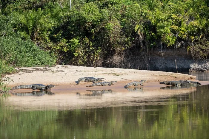 Framed Print : Group of Spectacled caimans (Caiman crocodilus) resting on sandy riverbank, Pantanal, Mato Grosso, Brazil Framed Print : Group of Spectacled caimans (Caiman crocodilus) resting on sandy riverbank, Pantanal, Mato Grosso, Brazil