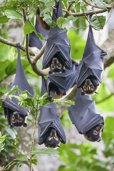 Group of Spectacled flying fox (Pteropus conspicillatus) roosting in daytime camp in rainforest, Atherton Tablelands, Queensland, Australia