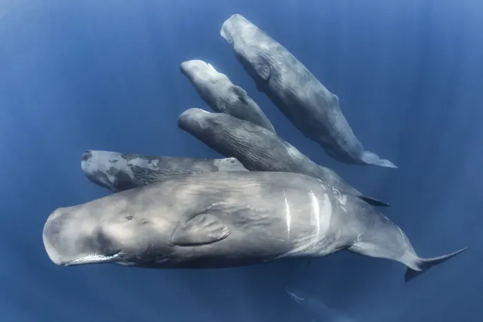 Framed Print : Group of Sperm whales (Physter macrocephalus) family group swimming together, Indian Ocean, March Framed Print : Group of Sperm whales (Physter macrocephalus) family group swimming together, Indian Ocean, March