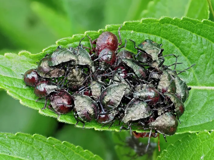 Framed Print : Group of Spiked shieldbugs (Picromerus bidens) early instar nymphs clustered together on leaf, Hertfordshire, England, UK. May Framed Print : Group of Spiked shieldbugs (Picromerus bidens) early instar nymphs clustered together on leaf, Hertfordshire, England, UK. May