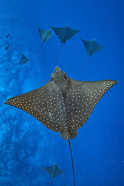 Group of Spotted eagle rays (Aetobatus narinari) swimming above the outer reef drop off, Laamu Atoll, Maldives, Indian Ocean