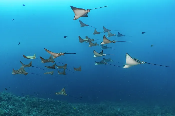 Framed Print : Group of Spotted eagle rays (Aetobatus narinari) and Cownose rays (Rhinoptera steindachneri) swimming in formation in the current, Cousins Rock, San Salvador Island Framed Print : Group of Spotted eagle rays (Aetobatus narinari) and Cownose rays (Rhinoptera steindachneri) swimming in formation in the current, Cousins Rock, San Salvador Island