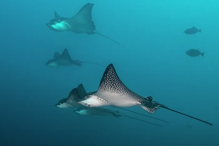 Framed Print : Group of Spotted eagle rays (Aetobatus narinari) gliding in the current, Wolf Island, Galapagos Islands, Pacific Ocean. Endangered Framed Print : Group of Spotted eagle rays (Aetobatus narinari) gliding in the current, Wolf Island, Galapagos Islands, Pacific Ocean. Endangered