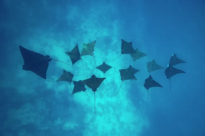Framed Print : Group of Spotted eagle rays (Aetobatus narinari) swimming over seabed, off Moorea, French Polynesia, Pacific Ocean Framed Print : Group of Spotted eagle rays (Aetobatus narinari) swimming over seabed, off Moorea, French Polynesia, Pacific Ocean