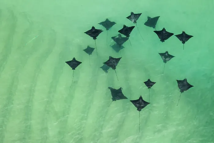 Framed Print : Group of Spotted eagle rays (Aetobatus narinari) swimming in shallow water, Santa Cruz Island, Galapagos National Park, Pacific Ocean. Small repro only Framed Print : Group of Spotted eagle rays (Aetobatus narinari) swimming in shallow water, Santa Cruz Island, Galapagos National Park, Pacific Ocean. Small repro only