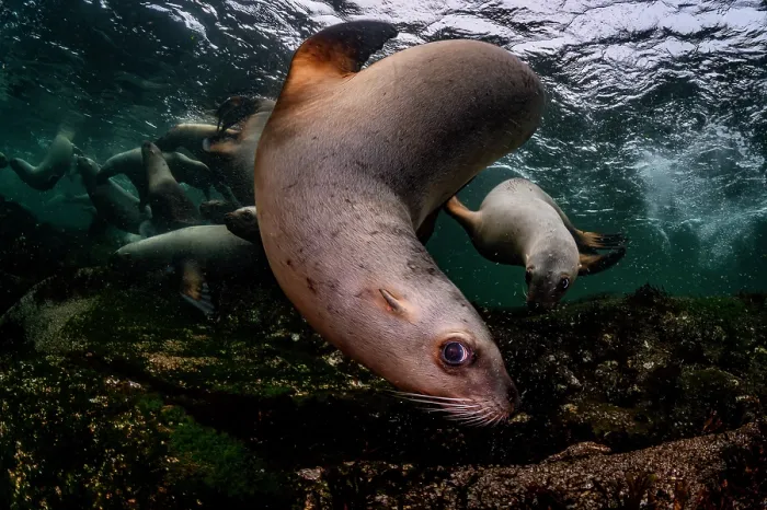 Framed Print : Group of Steller sea lions (Eumeptopias jubatus) playing underwater, Salish Sea, Vancouver Island, British Columbia, Canada Framed Print : Group of Steller sea lions (Eumeptopias jubatus) playing underwater, Salish Sea, Vancouver Island, British Columbia, Canada