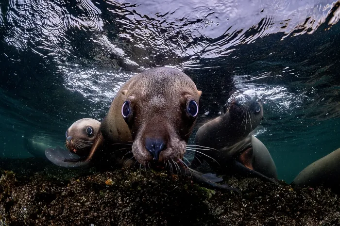 Framed Print : Group of Steller sea lions (Eumeptopias jubatus) swimming underwater, Salish Sea, Vancouver Island, British Columbia, Canada Framed Print : Group of Steller sea lions (Eumeptopias jubatus) swimming underwater, Salish Sea, Vancouver Island, British Columbia, Canada