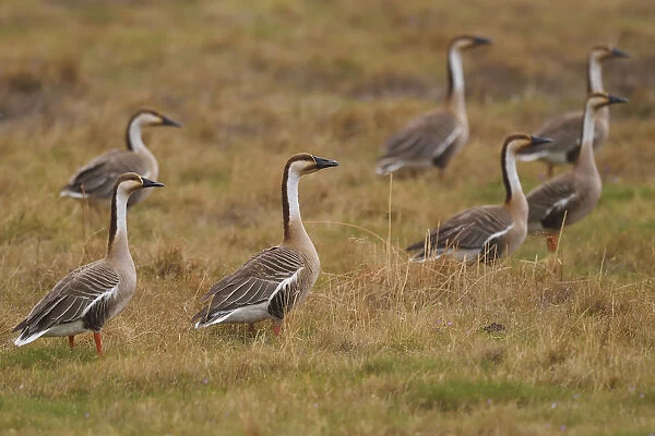 Group of Swan geese (Anser cygnoides) on grassland, Inner Mongolia, China