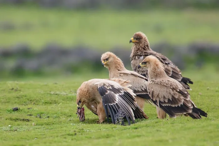 Framed Print : Group of Tawny eagles (Aquila rapax) squabbling over food, Bale Mountains National Park, Ethiopia Framed Print : Group of Tawny eagles (Aquila rapax) squabbling over food, Bale Mountains National Park, Ethiopia