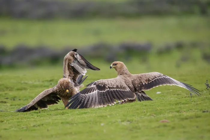 Framed Print : Group of Tawny eagles (Aquila rapax) squabbling over food, Bale Mountains National Park, Ethiopia Framed Print : Group of Tawny eagles (Aquila rapax) squabbling over food, Bale Mountains National Park, Ethiopia