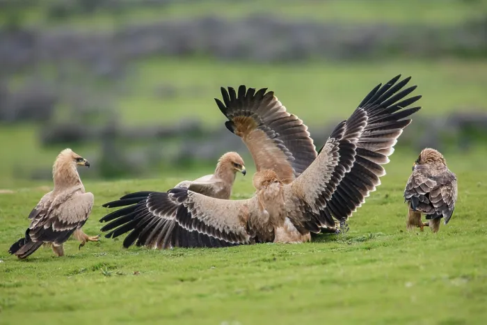 Framed Print : Group of Tawny eagles (Aquila rapax) squabbling over food, Bale Mountains National Park, Ethiopia Framed Print : Group of Tawny eagles (Aquila rapax) squabbling over food, Bale Mountains National Park, Ethiopia