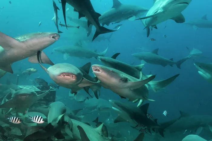 Framed Print : Group of Tawny nurse sharks (Nebrius ferrugineus) and Bull sharks (Carcharhinus leucas) congregating at baited dive site, Shark Reef Marine Reserve, Serua Province, Fiji