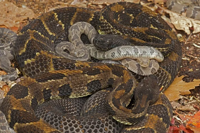 Framed Print : Group of Timber rattlesnakes (Crotalus horridus) gravid females with newborn young, resting, Pennsylvania, USA. September Framed Print : Group of Timber rattlesnakes (Crotalus horridus) gravid females with newborn young, resting, Pennsylvania, USA. September