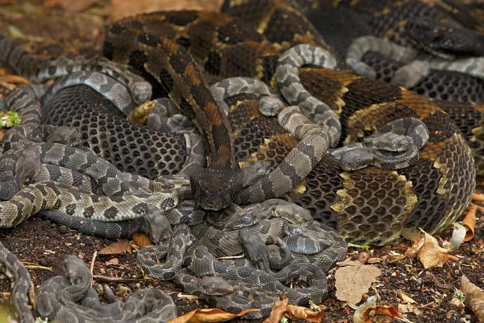 Framed Print : Group of Timber rattlesnakes (Crotalus horridus) gravid females with newborn young, resting, Pennsylvania, USA. September Framed Print : Group of Timber rattlesnakes (Crotalus horridus) gravid females with newborn young, resting, Pennsylvania, USA. September