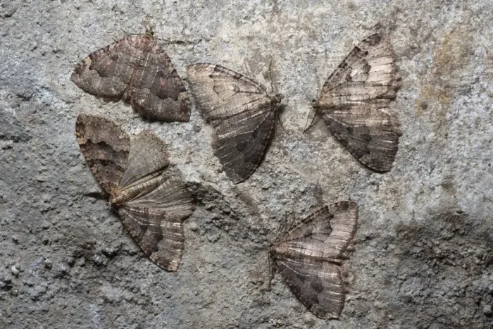 Framed Print : Group of Tissue moths (Triphosa dubitata) hibernating in a limestone cave Framed Print : Group of Tissue moths (Triphosa dubitata) hibernating in a limestone cave