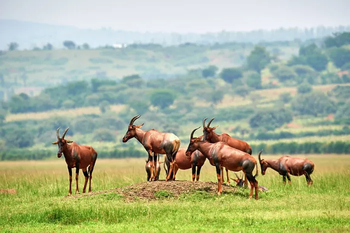 Framed Print : Group of Topi (Damaliscus lunatus jimela) standing in grassland, Akagera National Park, Rwanda Framed Print : Group of Topi (Damaliscus lunatus jimela) standing in grassland, Akagera National Park, Rwanda