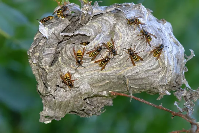 Framed Print : Group of Tree wasps (Vespula sylvestris) building their nest in a garden, Ovada, Piedmont, Italy. August Framed Print : Group of Tree wasps (Vespula sylvestris) building their nest in a garden, Ovada, Piedmont, Italy. August