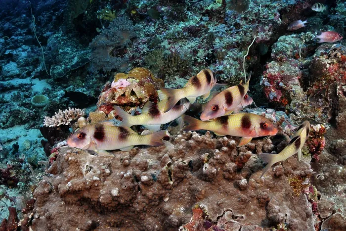 Framed Print : Group of Two-barred goatfish (Parupeneus bifasciatus) on coral reef, Tubbataha Reefs Natural Park, Palawan, Philippines, Sulu Sea Framed Print : Group of Two-barred goatfish (Parupeneus bifasciatus) on coral reef, Tubbataha Reefs Natural Park, Palawan, Philippines, Sulu Sea