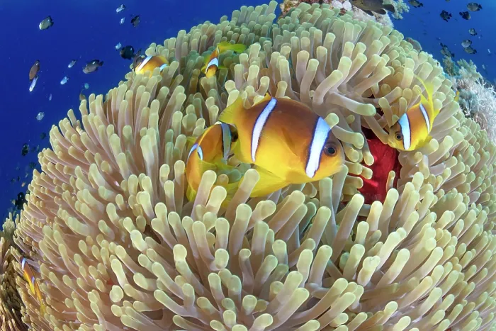 Framed Print : Group of Twoband anemonefish (Amphiprion bicinctus) swimming around anemone host, Ras Muhammad National Park, Sinai Peninsula, Red Sea, Egypt Framed Print : Group of Twoband anemonefish (Amphiprion bicinctus) swimming around anemone host, Ras Muhammad National Park, Sinai Peninsula, Red Sea, Egypt