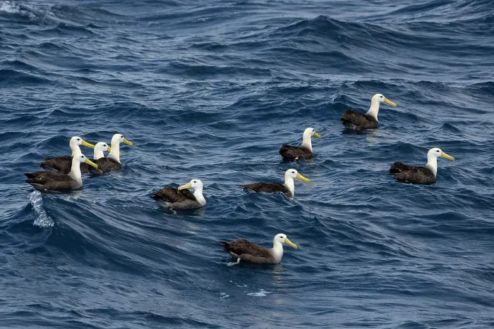 Framed Print : Group of Waved albatrosses (Phoebastria irrorata) on water, Espanola Island, Galapagos Islands, Pacific Ocean. Critically endangered Framed Print : Group of Waved albatrosses (Phoebastria irrorata) on water, Espanola Island, Galapagos Islands, Pacific Ocean. Critically endangered
