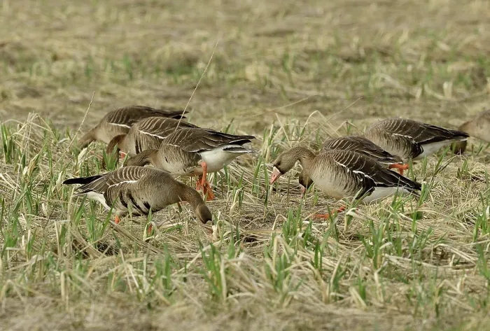 Framed Print : Group of White fronted geese (Anser albifrons) feeding on new growth sedges, Mendenhall Wetlands, Juneau, Alaska, USA. May Framed Print : Group of White fronted geese (Anser albifrons) feeding on new growth sedges, Mendenhall Wetlands, Juneau, Alaska, USA. May