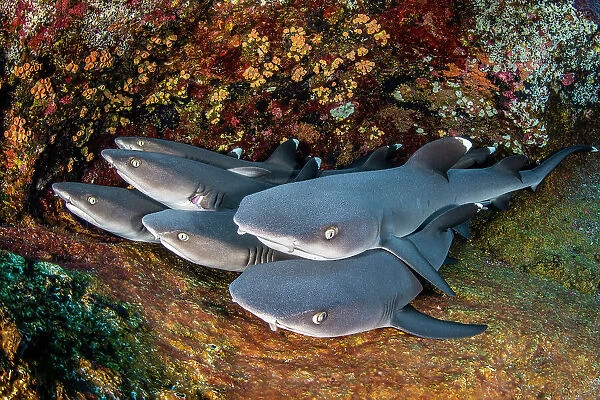 Group of Whitetip reef sharks (Triaenodon obesus) resting on a ledge, Revillagigedo Islands, Mexico, Pacific Ocean