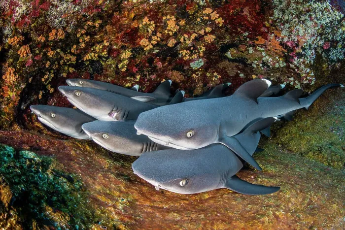 Framed Print : Group of Whitetip reef sharks (Triaenodon obesus) resting on a ledge, Revillagigedo Islands, Mexico, Pacific Ocean Framed Print : Group of Whitetip reef sharks (Triaenodon obesus) resting on a ledge, Revillagigedo Islands, Mexico, Pacific Ocean
