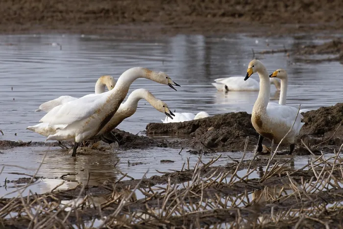 Framed Print : Group of Whooper swans (Cygnus cygnus) and Bewick's swans (Cygnus columbianus) displaying aggression, Norfolk, England, UK. February Framed Print : Group of Whooper swans (Cygnus cygnus) and Bewick's swans (Cygnus columbianus) displaying aggression, Norfolk, England, UK. February