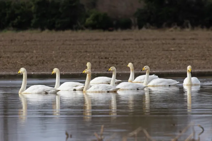 Framed Print : Group of Whooper swans (Cygnus cygnus) and Bewick's swans (Cygnus columbianus) on water, Norfolk, England, UK. February Framed Print : Group of Whooper swans (Cygnus cygnus) and Bewick's swans (Cygnus columbianus) on water, Norfolk, England, UK. February