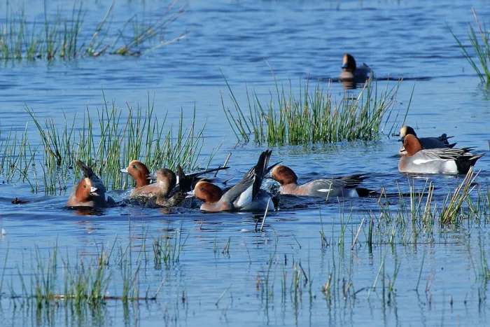 Framed Print : Group of Wigeon (Anas penelope) drakes pursuing a female on flooded marshland during a courtship chase, RSPB Greylake Nature Reserve, Somerset Levels, England, UK. January Framed Print : Group of Wigeon (Anas penelope) drakes pursuing a female on flooded marshland during a courtship chase, RSPB Greylake Nature Reserve, Somerset Levels, England, UK. January
