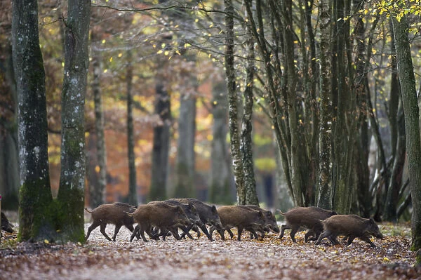 Group of Wild Boar (Sus Scrofa) trotting through forest of Rambouillet, near Paris, France