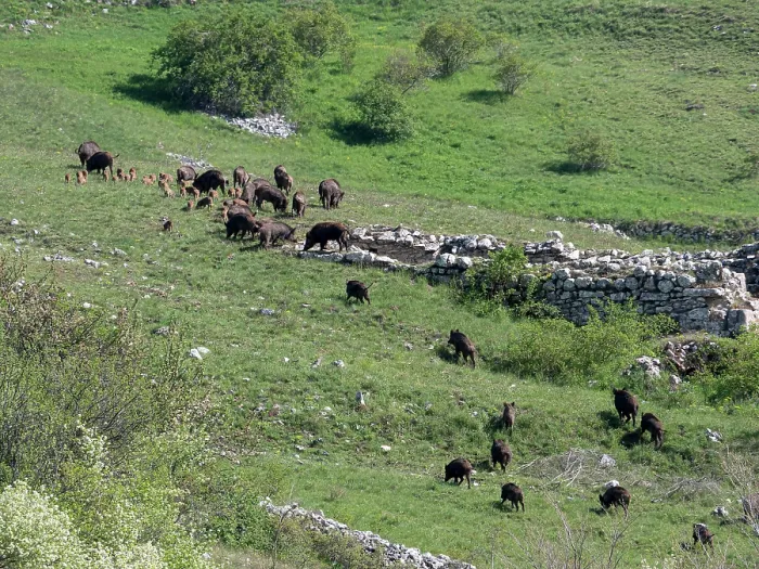 Framed Print : Group of Wild boars (Sus scrofa) adults and piglets, grazing on hillside, Gran Sasso, Abruzzo, Italy. May Framed Print : Group of Wild boars (Sus scrofa) adults and piglets, grazing on hillside, Gran Sasso, Abruzzo, Italy. May