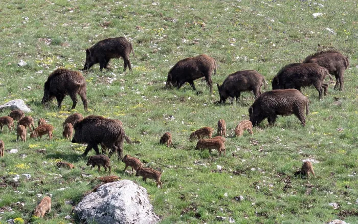 Framed Print : Group of Wild boars (Sus scrofa) adults and piglets, grazing on hillside, Gran Sasso, Abruzzo, Italy. May Framed Print : Group of Wild boars (Sus scrofa) adults and piglets, grazing on hillside, Gran Sasso, Abruzzo, Italy. May