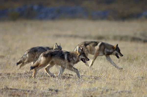 Group of wild Grey wolves {Canis lupus} Denali National Park, Alaska, USA