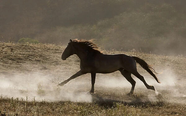 Grulla Mustang stallion running in dust at Return to Freedom Sanctuary, Lompoc, California