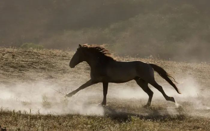Framed Print : Grulla Mustang stallion running in dust at Return to Freedom Sanctuary, Lompoc, California