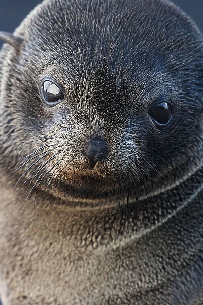 Guadalupe fur seal (Arctocephalus townsendi) pup, Guadalupe Island Biosphere Reserve