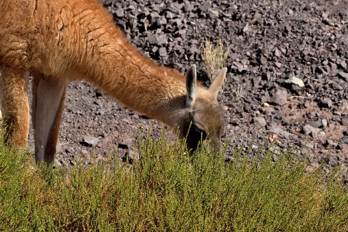 Framed Print : Guanaco (Lama guanicoe cacsilensis) grazing, Atacama desert, Chile Framed Print : Guanaco (Lama guanicoe cacsilensis) grazing, Atacama desert, Chile